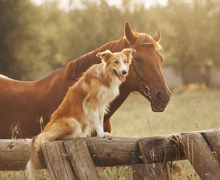 pies i koń
